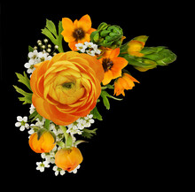 Orange Ranunculuses And Ornithogalum Flowers In A Corner Floral Arrangement Isolated On Black