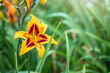 Hemerocallis Bonanza, Bonanza Daylily, perennial tuft forming herb with linear leaves and canary-yellow flowers with deep red throats with rain drops