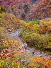 Wall Mural - 紅葉の日光　山と川