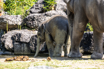 The Asian elephant, Elephas maximus also called Asiatic elephant