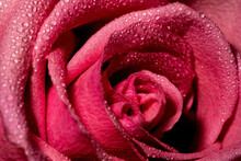 Closeup Of A Pink Rose Covered In Raindrops Under The Lights
