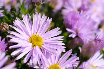 Sticker - Macro shot of a beautiful violet flower in a garden bed