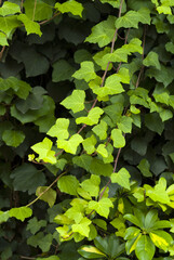 Sticker - tropical leaves garden background in Guatemala