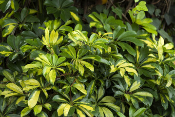 Sticker - tropical leaves garden background in Guatemala