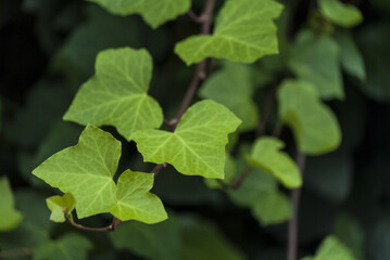 Sticker - tropical leaves garden background in Guatemala