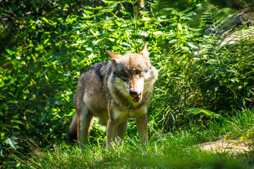 Poster - Selective of a wolf in a forest