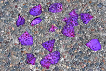 Purple Petals Flattened Onto Pavement To Form Abstract Pattern 