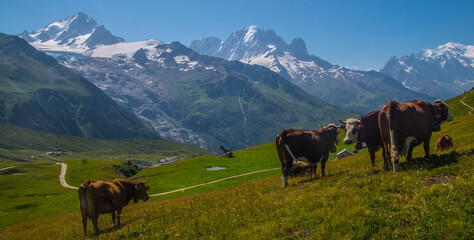 Sticker - Cattle grazing in Chamonix in Haute Savoie in France