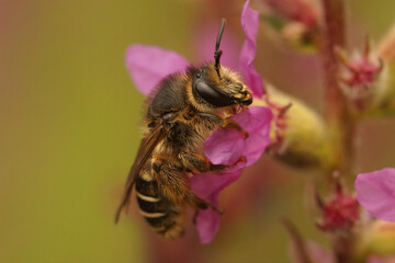 Wall Mural - Colorful closeup on a female purple loosestrife bee, Melitta nigricans