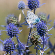 Spiky Flower. Blue Thistle Flowers, Eryngium Planum, Blue Eryngo. Flowering Purple Wild Thistles. Blue Butterfly On A Blue Prickly Flower