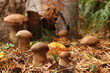 boletus edulis mushroom, Forest mushrooms, Boletus, grown on forest moss, autumn