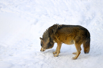  Close-up of a wolf that smelled a trail in the snow.