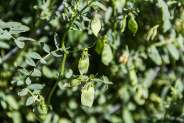 Poster - lentil plant with immature fruits in the organic garden