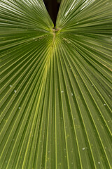 Sticker - tropical leaves garden background in Guatemala