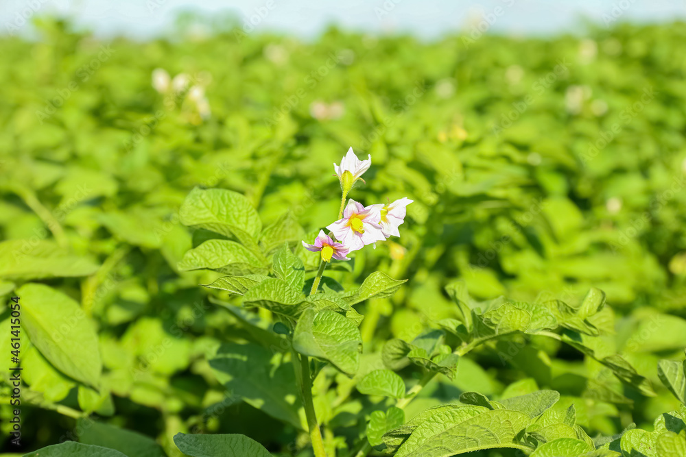 Blooming potato bushes in field, closeup