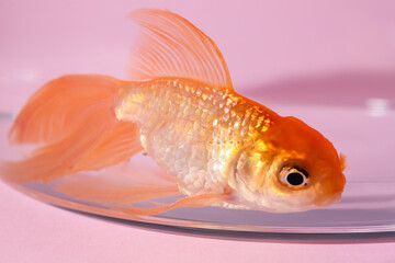 Canvas Print - Beautiful gold fish in bowl on color background, closeup