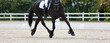 Dressage horse, Friesian horse, in traverses during a dressage test, close-up of horse's body and legs..