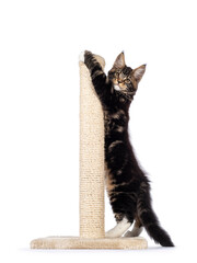 Poster - Cute black tabby Maine Coon cat kitten, standing side ways all stretched out on little scratiching pole. Looking towards camera. Isolated on a white background.