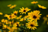 Fototapeta Dmuchawce - Letnie kwiaty