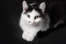 Black White Cat Sit On Dark Background.