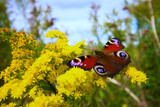 Fototapeta Dmuchawce - Motyl i żółte kwiaty