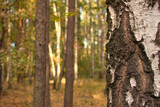 Fototapeta Dmuchawce - Jesienny las