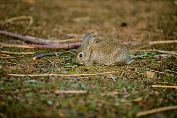 Wall Mural - rabbit, bunny, animal, mammal, wild, hare, grass, fur, ears, brown, nature, wildlife, easter, baby, cottontail, rabbits, animals, rodent, cute, field, spring, hunting, pet, mammals, sitting