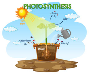 Wall Mural - Diagram showing process of photosynthesis in plant