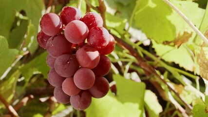 Wall Mural - Bunch of pink grapes on a grape bush in the warm autumn sun. Dolly movement. 