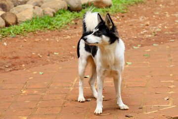 Wall Mural - The puppy dog stand in garden at thailand