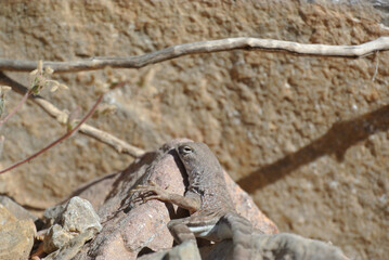 Canvas Print - Grey lizard on stones in a nature