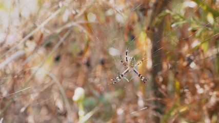 Wasp Spider Hangs in a Web Waiting Prey on Blurred Background of Foliage. Poisonous spherical striped spider with a yellow belly, shaggy paws in sun. Forest spider lives and hunts in grass. Wildlife.