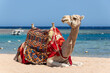 Camel is sitting at egyptian beach Sharm El Naga, beautiful blue sea and sky, Egypt