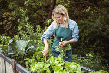 Wall Mural - young beautiful blonde woman harvesting horseradish in the garden and is happy