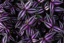 Closeup Nature View Of Purple Leaves Background, Dark Nature Concept