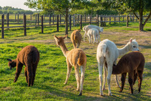 A Herd Of Alpacas In The Rural Ranch On A Sunny Day