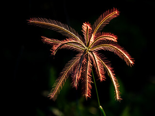 Wall Mural - Red  Grass Flower Blooming
