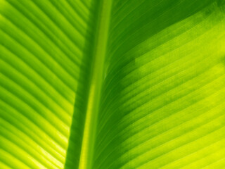 Wall Mural - Abstract of The Stripes Crystal Anthurium Leaf