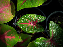 One Water Drop On The  Fancy Leaved Caladium