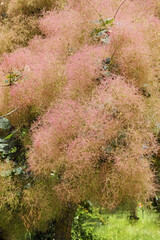 Canvas Print - smoke tree, detail of the inflorescences