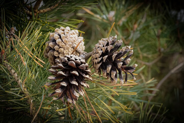 Wall Mural - Closeup shot of conifer cones, also known as Pinus sylvestris of the pine family, in Germany