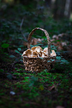Fresh Chanterelles In A Basket In The Woods