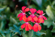 © Rostislav Bouda - Red flower in the garden Bright pink and red group of flowers in the garden.
