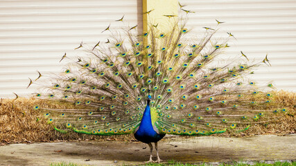 Canvas Print - Male peacock bird with outstretched feathers.