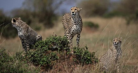 Wall Mural - cheetahs are resting in the savannah