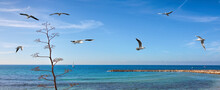 Flock Of Seagulls Soar In The Blue Sky. Sailboat Floats On The Horizon. Gorgeous Seascape