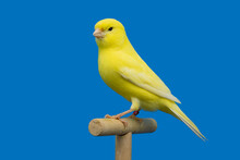 Yellow Canary Bird Perched In Softbox