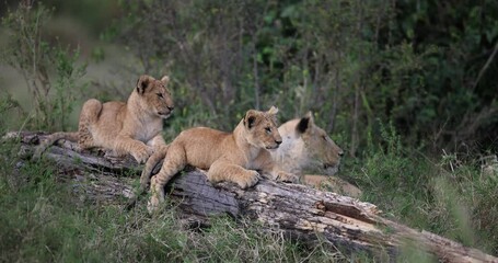 Wall Mural - baby lions play together in the savannah