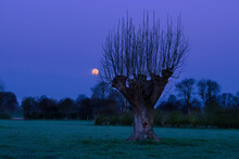 Pollarded Willow In The Early Morning. The Full Moon Provides Cool Light In The Sky.