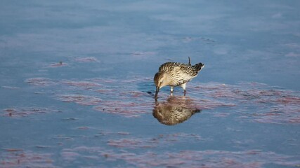 Sticker - A time lapse footage of a bird looking for something in the lake